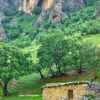 پیکان ،پراید...